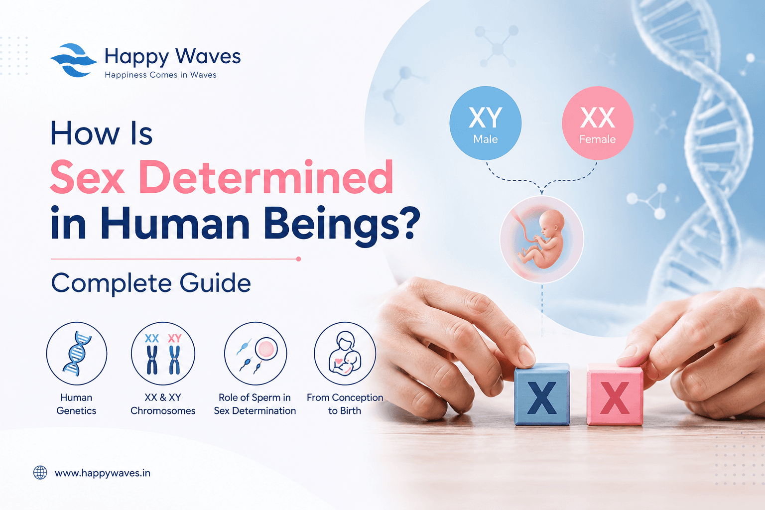 How Is Sex Determined in Human Beings? Complete Guide. Sex Determination, How sex is determined in human beings — Happy Waves